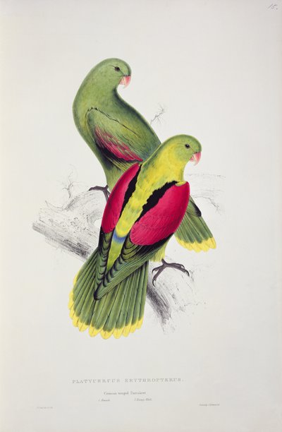 Crimson-Winged Parakeet by Edward Lear